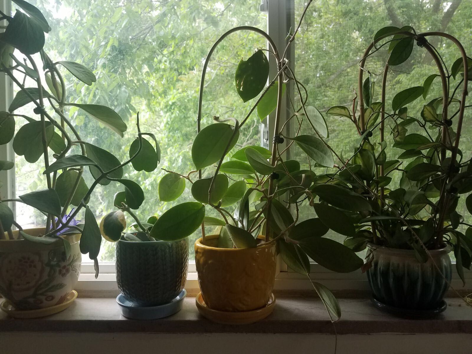 Plants in window