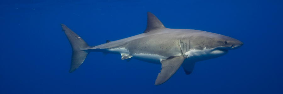 An image of a great white shark swimming in the ocean. 