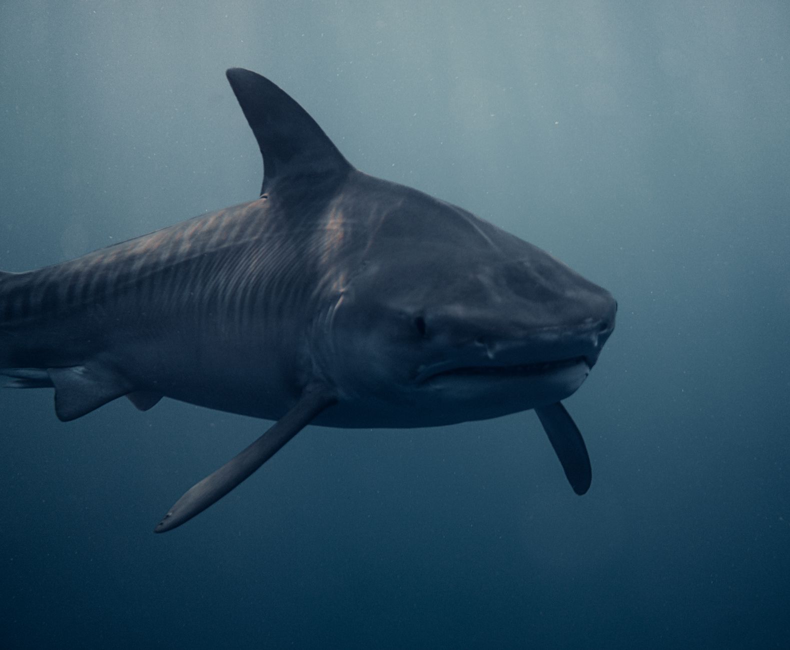 close up of a shark swimming in the sea
