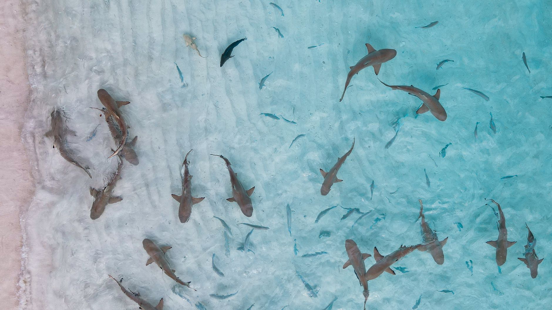 aerial view of sharks in pristine indonesian waters