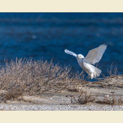 Photograph of a bird taking flight on a beach.